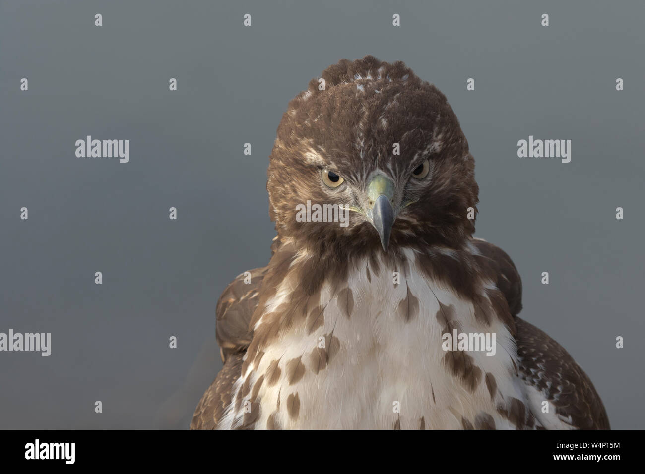 Close up stern abbagliamento del hawk rivela un intenso fuoco di un uccello da preda. La posizione è nel Nuovo Messico a Bosque del Apache National Wildlife Refuge. Foto Stock