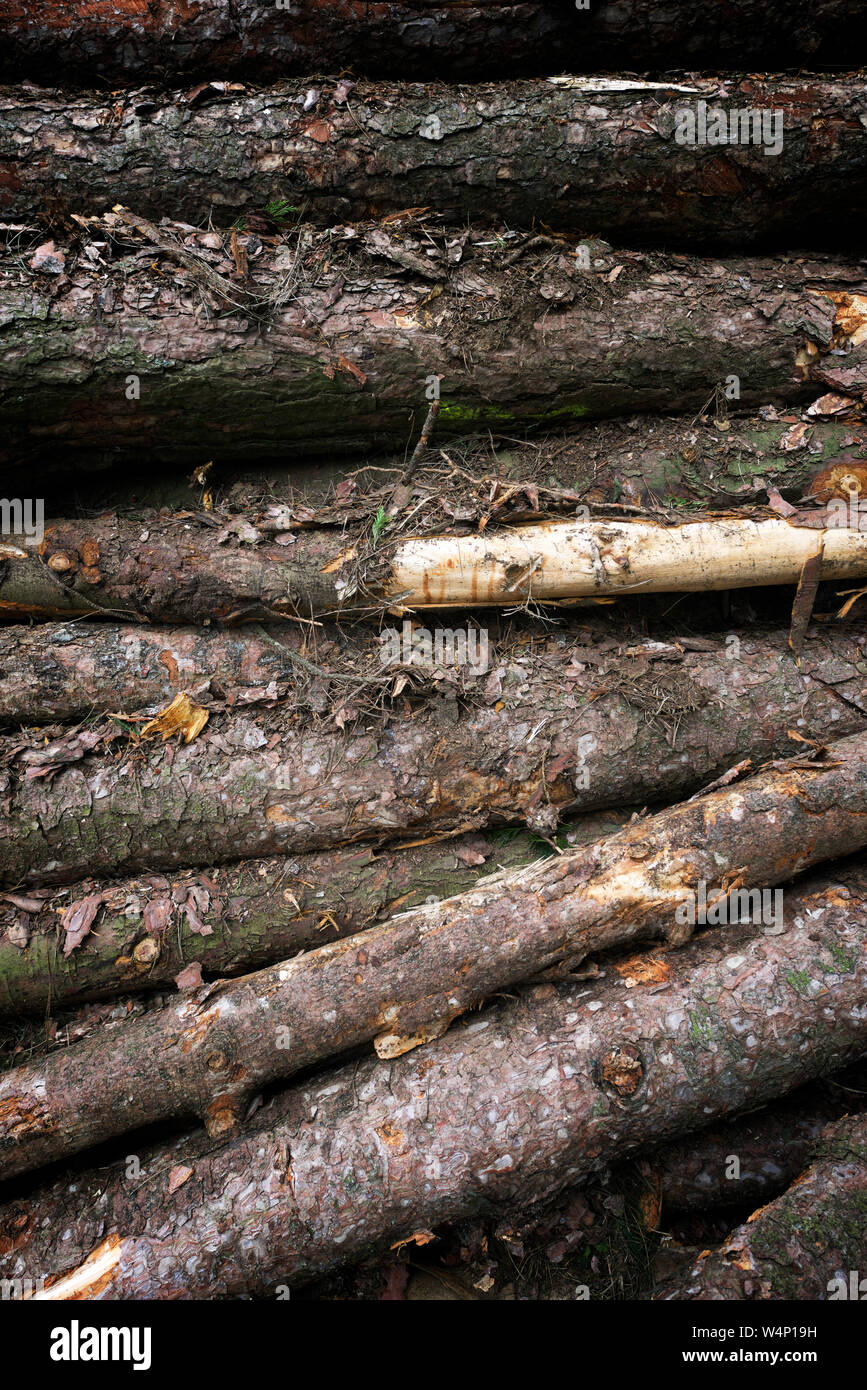 Palo di legno nella provincia di Vizcaya, Spagna. Foto Stock