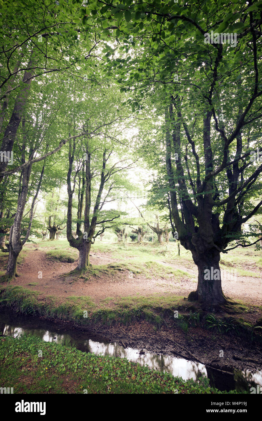 Otzarreta foresta di faggio in Spagna. Foto Stock