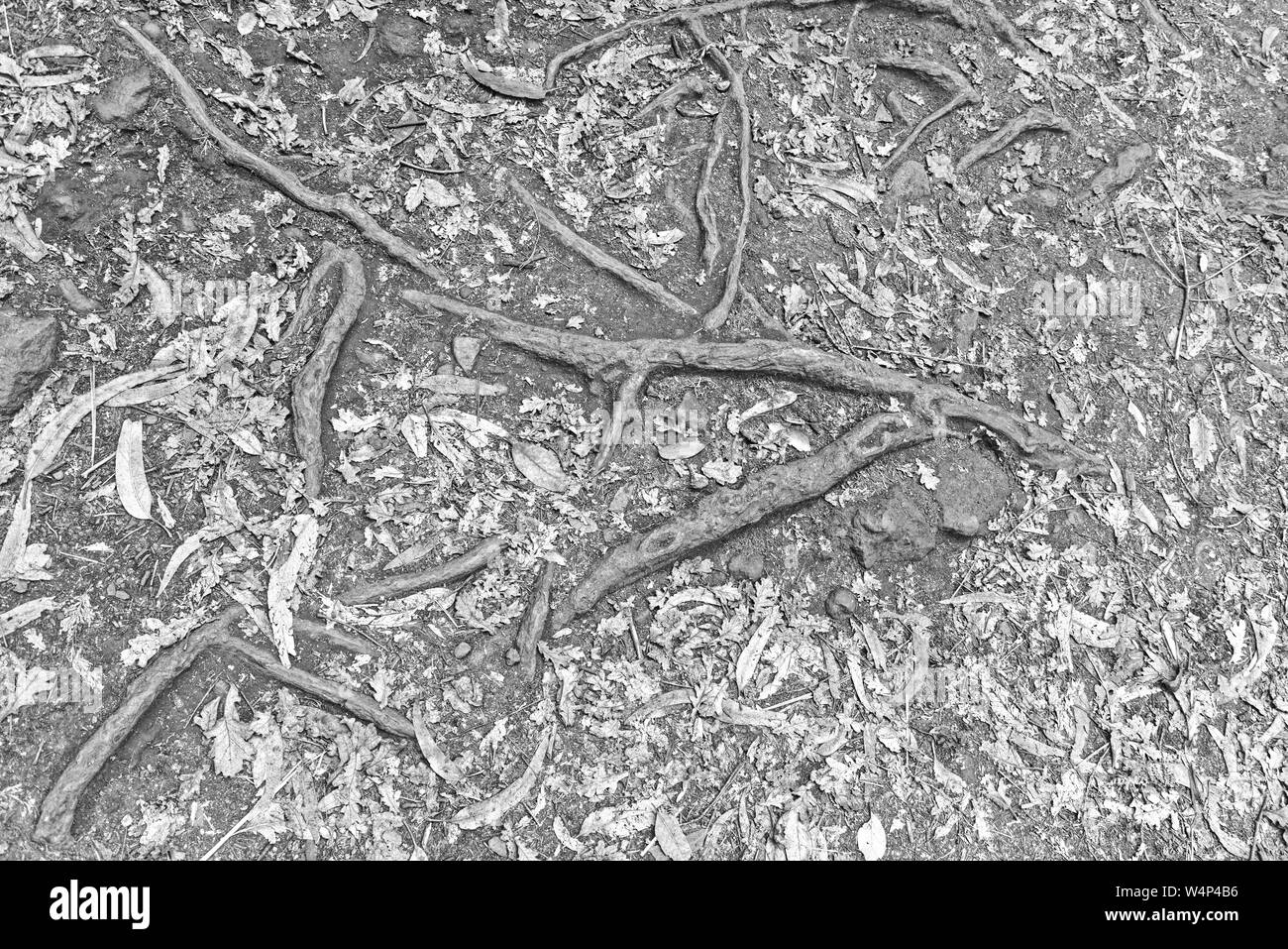 Close-up delle radici degli alberi in un terreno coperto da molte foglie secche. Madeira, Portogallo Foto Stock