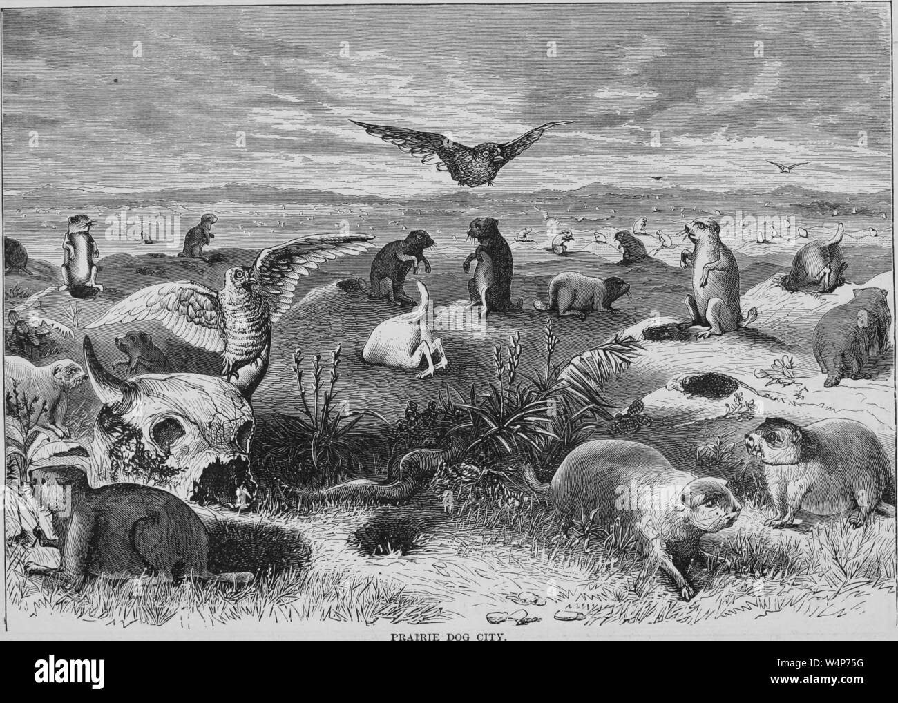 Incisione della città del cane della prateria immagini e fotografie stock ad alta risoluzione - Alamy
