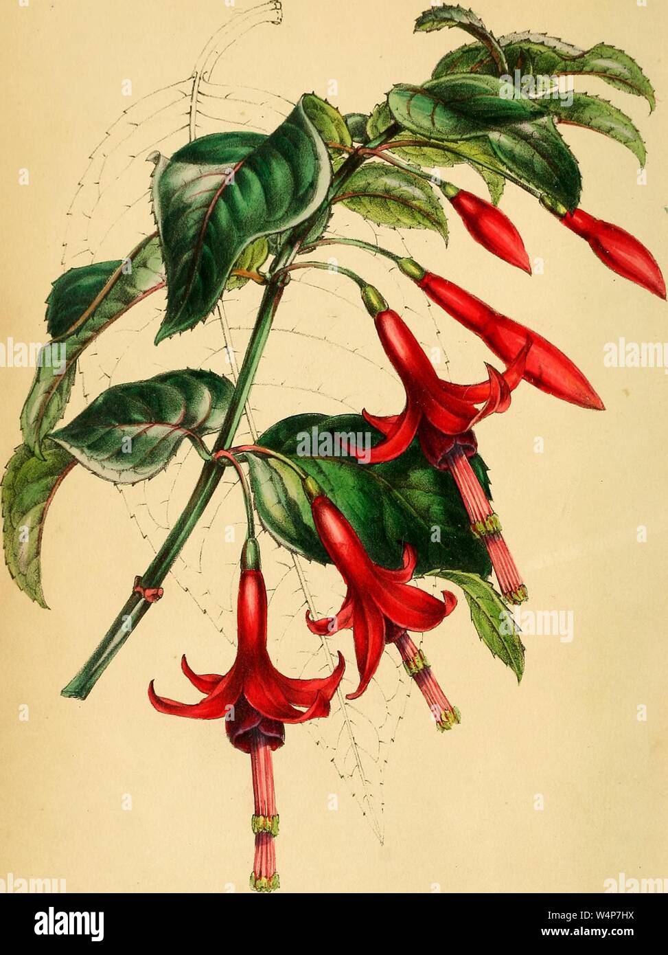 Il disegno inciso dello stelo-radicamento Fuchsia (Fuchsia radicans), dal libro "Paxton della rivista di botanica' da Sir Joseph Paxton, 1842. La cortesia Internet Archive. () Foto Stock