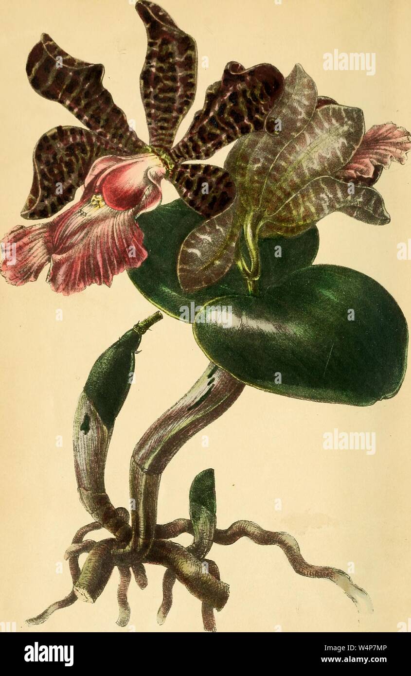Il disegno inciso della signora Ackland's Cattleya (Cattleya aclandiae), dal libro "Paxton della rivista di botanica' da Sir Joseph Paxton, 1842. La cortesia Internet Archive. () Foto Stock