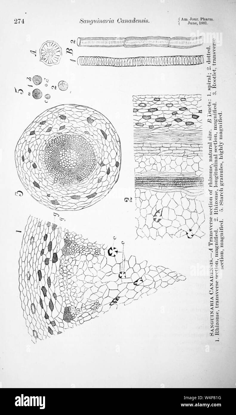 Le illustrazioni incise della Bloodroot (Sanguinaria canadensis), dal libro "American journal of pharmacy" da Philadelphia College of Pharmacy and Science, 1835. La cortesia Internet Archive. () Foto Stock