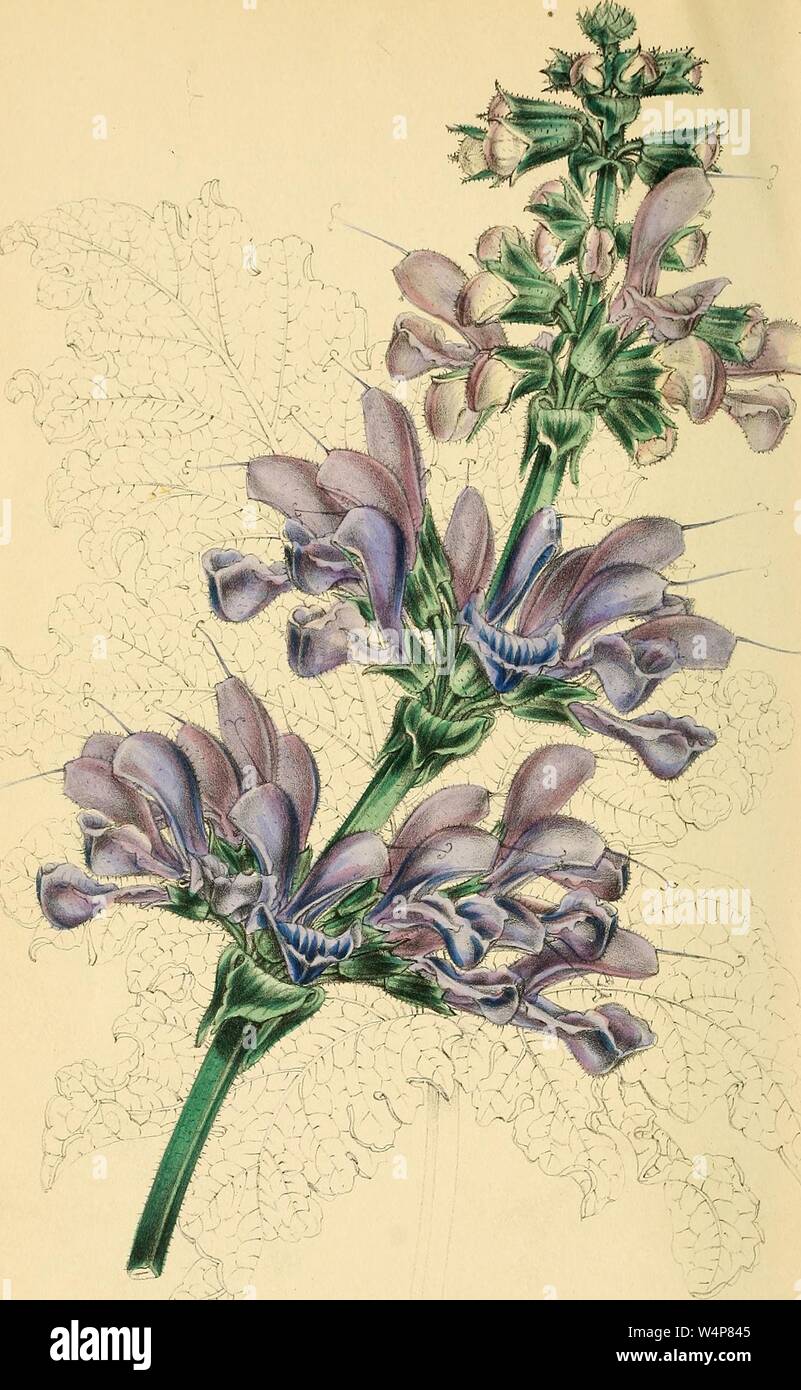 Il disegno inciso del due-colorato salvia (Salvia bicolor), dal libro "Paxton della rivista di botanica' da Sir Joseph Paxton, 1842. La cortesia Internet Archive. () Foto Stock