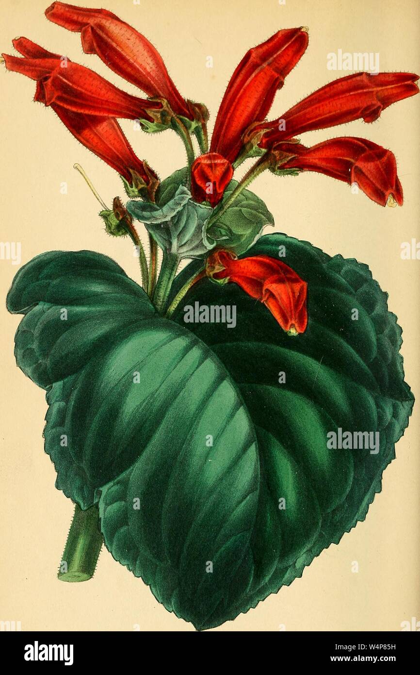 Il disegno inciso del rosso mattone Gesnera fiorito (Gesnera lateritia), dal libro "Paxton della rivista di botanica' da Sir Joseph Paxton, 1842. La cortesia Internet Archive. () Foto Stock