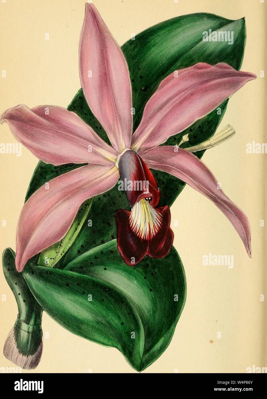 Il disegno inciso della superba a fiore Cattleya (Cattleya superba), dal libro "Paxton della rivista di botanica' da Sir Joseph Paxton, 1842. La cortesia Internet Archive. () Foto Stock