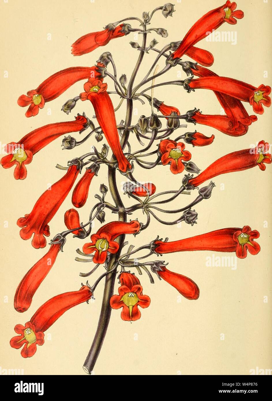 Il disegno inciso del scolorito a fiore Gesnera (Gesnera scolorire), dal libro "Paxton della rivista di botanica' da Sir Joseph Paxton, 1842. La cortesia Internet Archive. () Foto Stock