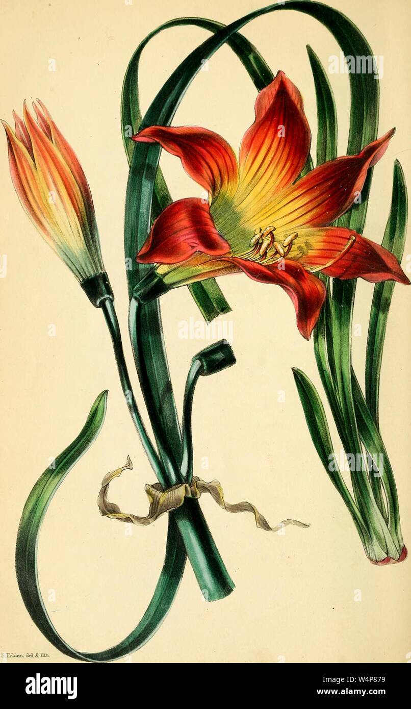 Il disegno inciso del prato Habranthus (Habranthus pratensis), dal libro "Paxton della rivista di botanica' da Sir Joseph Paxton, 1842. La cortesia Internet Archive. () Foto Stock