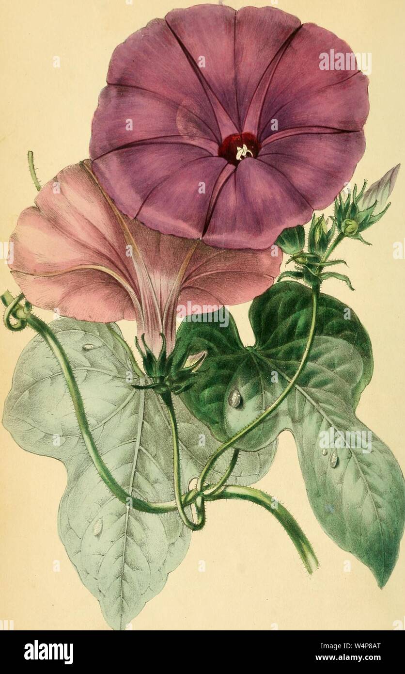 Il disegno inciso della Fig-lasciava Ipomoea (Ipomoea ficifolia), dal libro "Paxton della rivista di botanica' da Sir Joseph Paxton, 1842. La cortesia Internet Archive. () Foto Stock