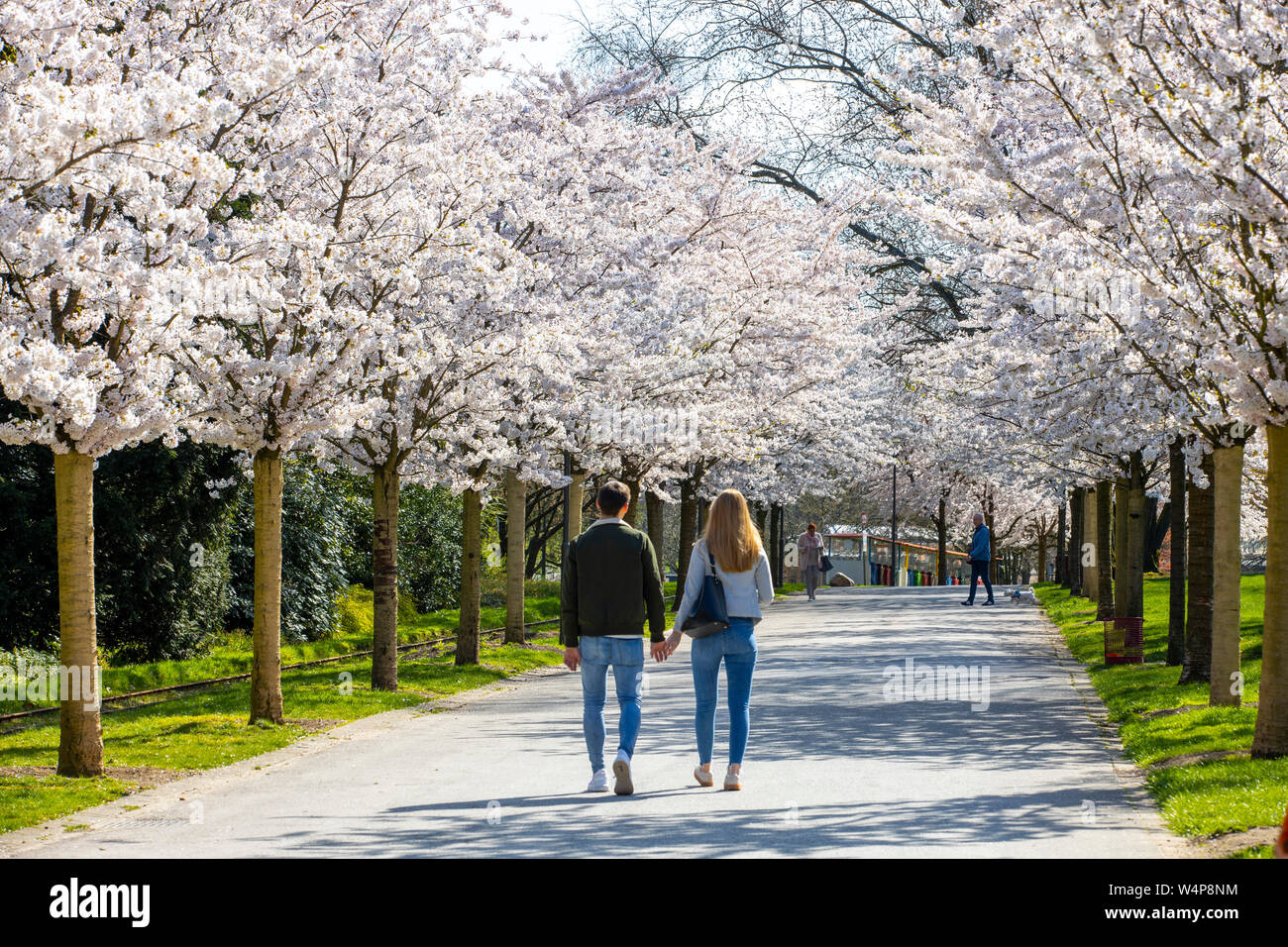 Al Grugapark di Essen, in Germania, la molla, fioritura alberi, tutti con giapponesi possono ciliegie, Prunus yedoensis x Foto Stock