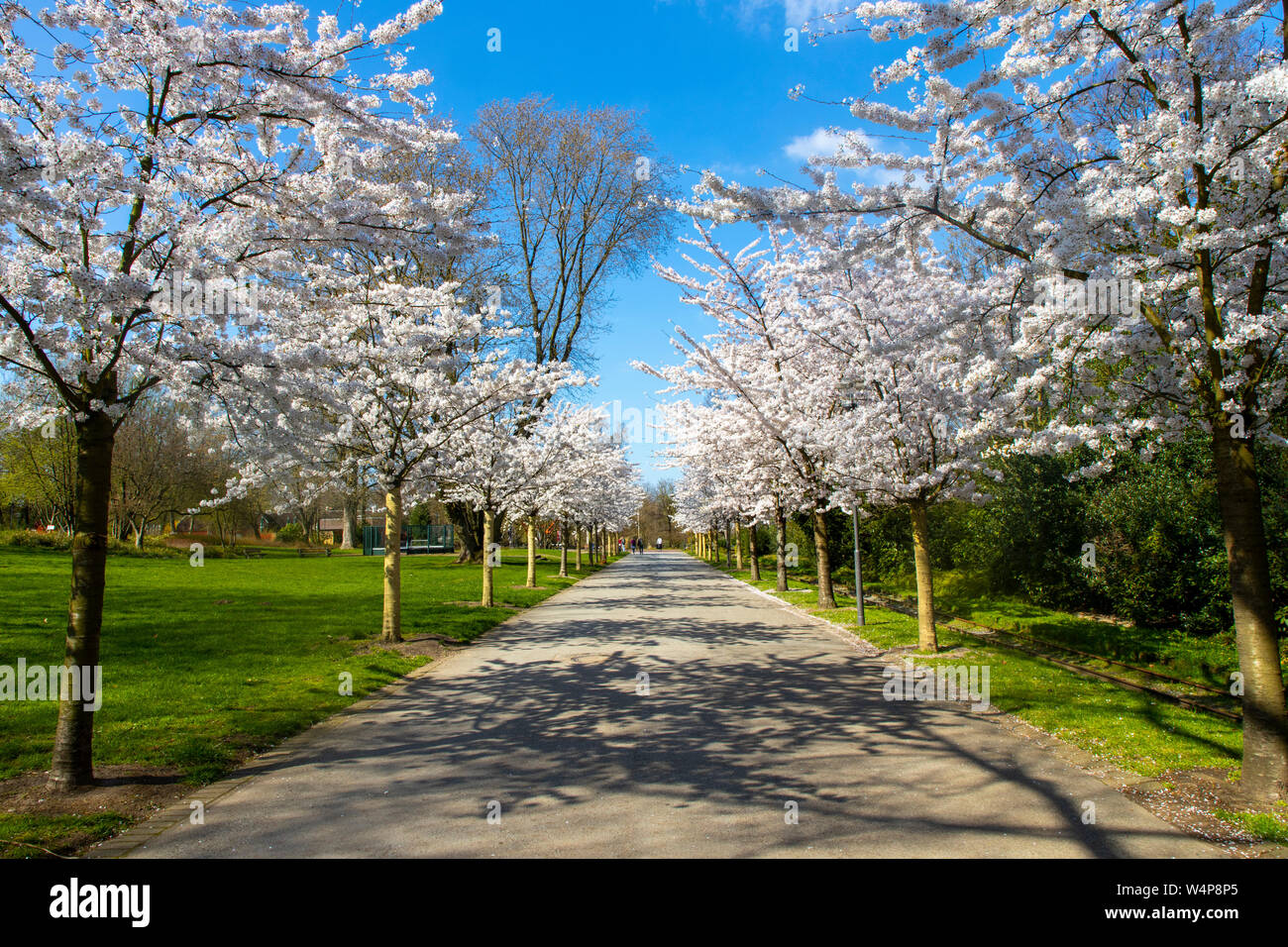 Al Grugapark di Essen, in Germania, la molla, fioritura alberi, tutti con giapponesi possono ciliegie, Prunus yedoensis x Foto Stock