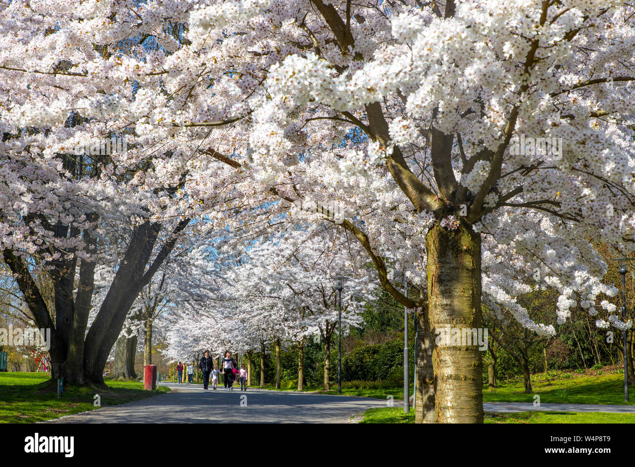 Al Grugapark di Essen, in Germania, la molla, fioritura alberi, tutti con giapponesi possono ciliegie, Prunus yedoensis x Foto Stock