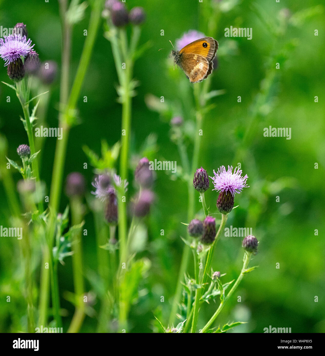 Gatekeeper Butterfly Pyronia tithonus in volo luglio Norfolk Foto Stock