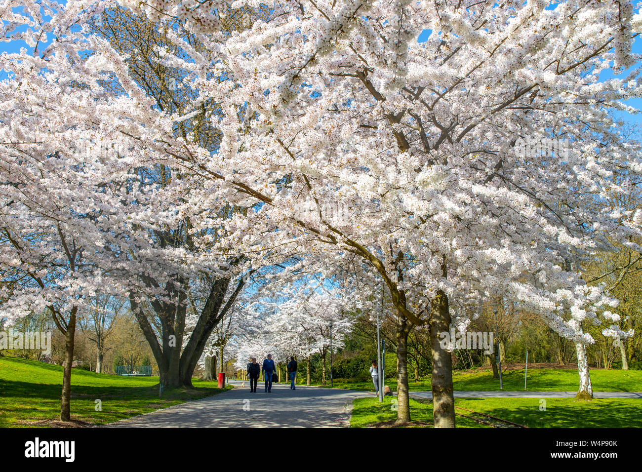 Al Grugapark di Essen, in Germania, la molla, fioritura alberi, tutti con giapponesi possono ciliegie, Prunus yedoensis x Foto Stock
