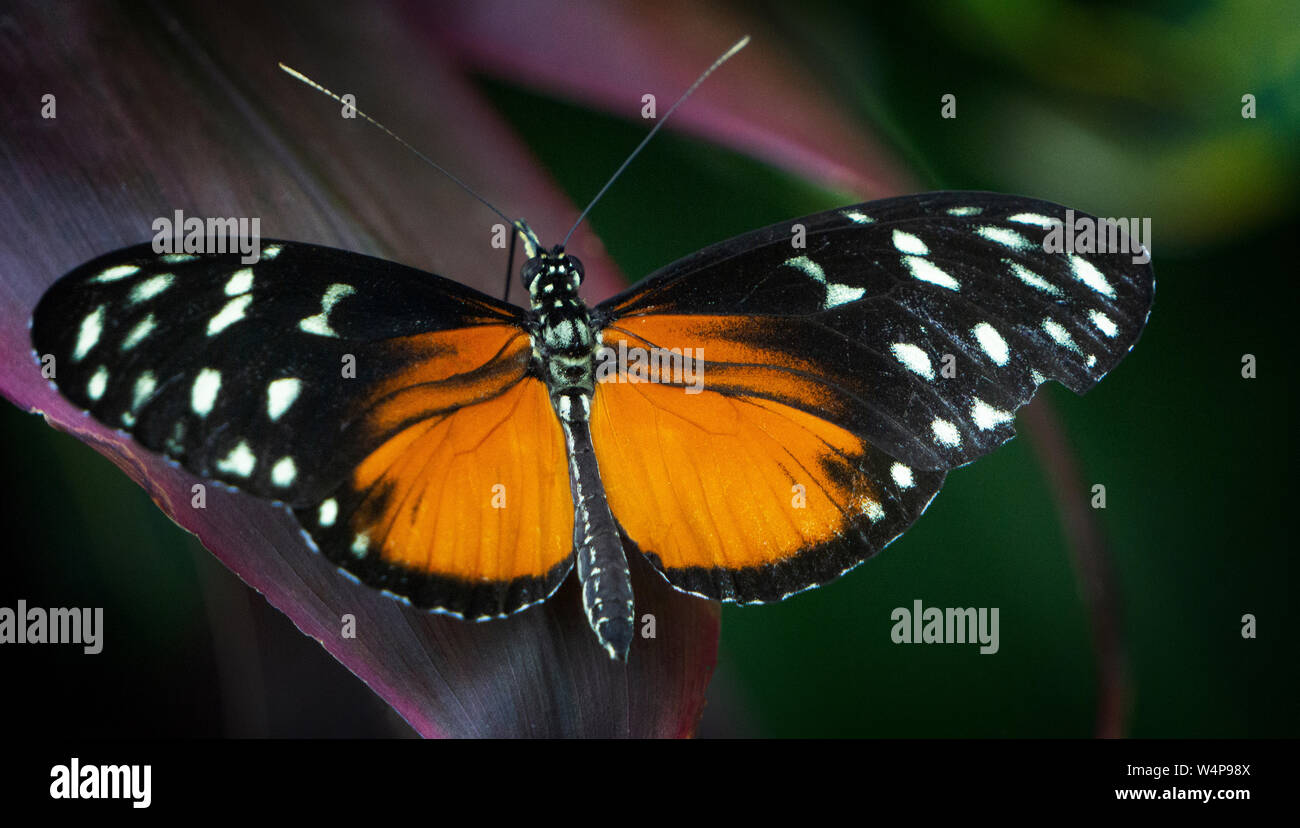 Brush-footed butterfly Calgary Alberta Canada Foto Stock