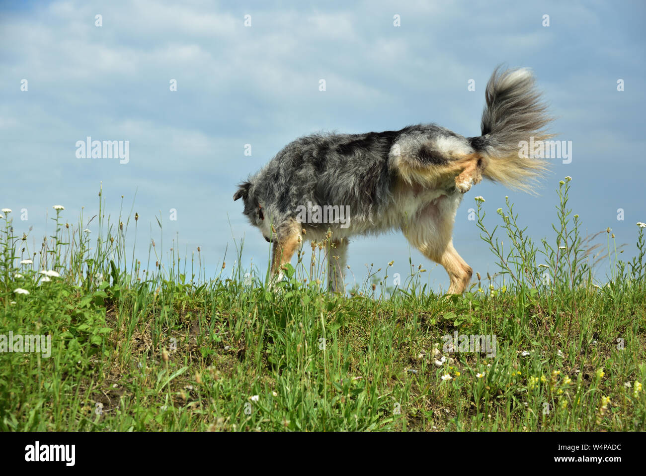 Grigio di un peloso cane maschio segni su un prato di fronte blu cielo Foto Stock
