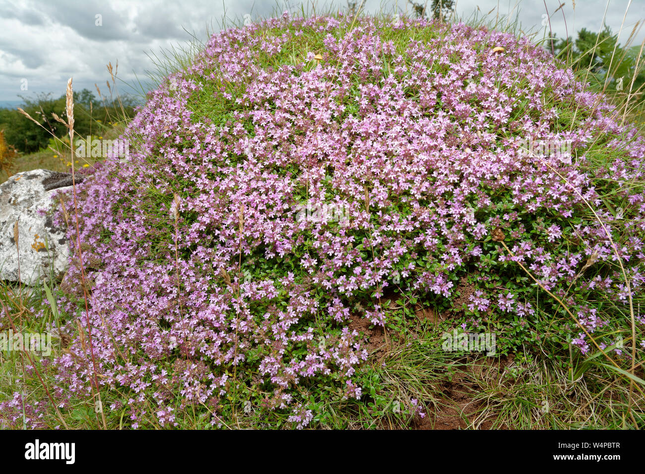 Ant Hill coperto di timo serpillo - Thymus polytrichus Mendip Hills, Somerset, Regno Unito Foto Stock