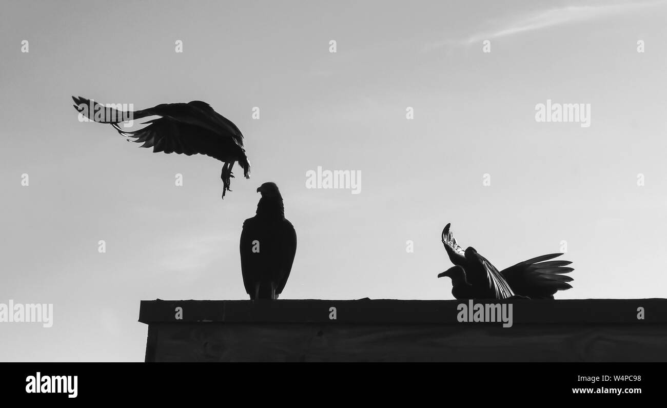Gli avvoltoi volare nel cielo Foto Stock