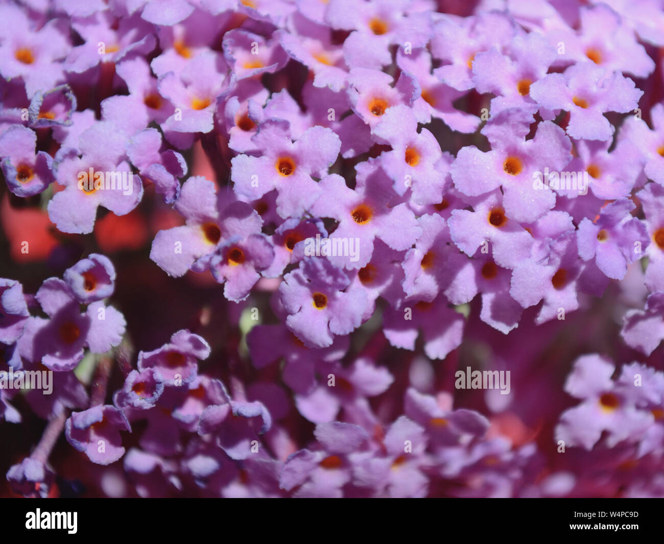 Close up buddleia davidii 'Monum' , Nanho-Purple fiore Foto Stock