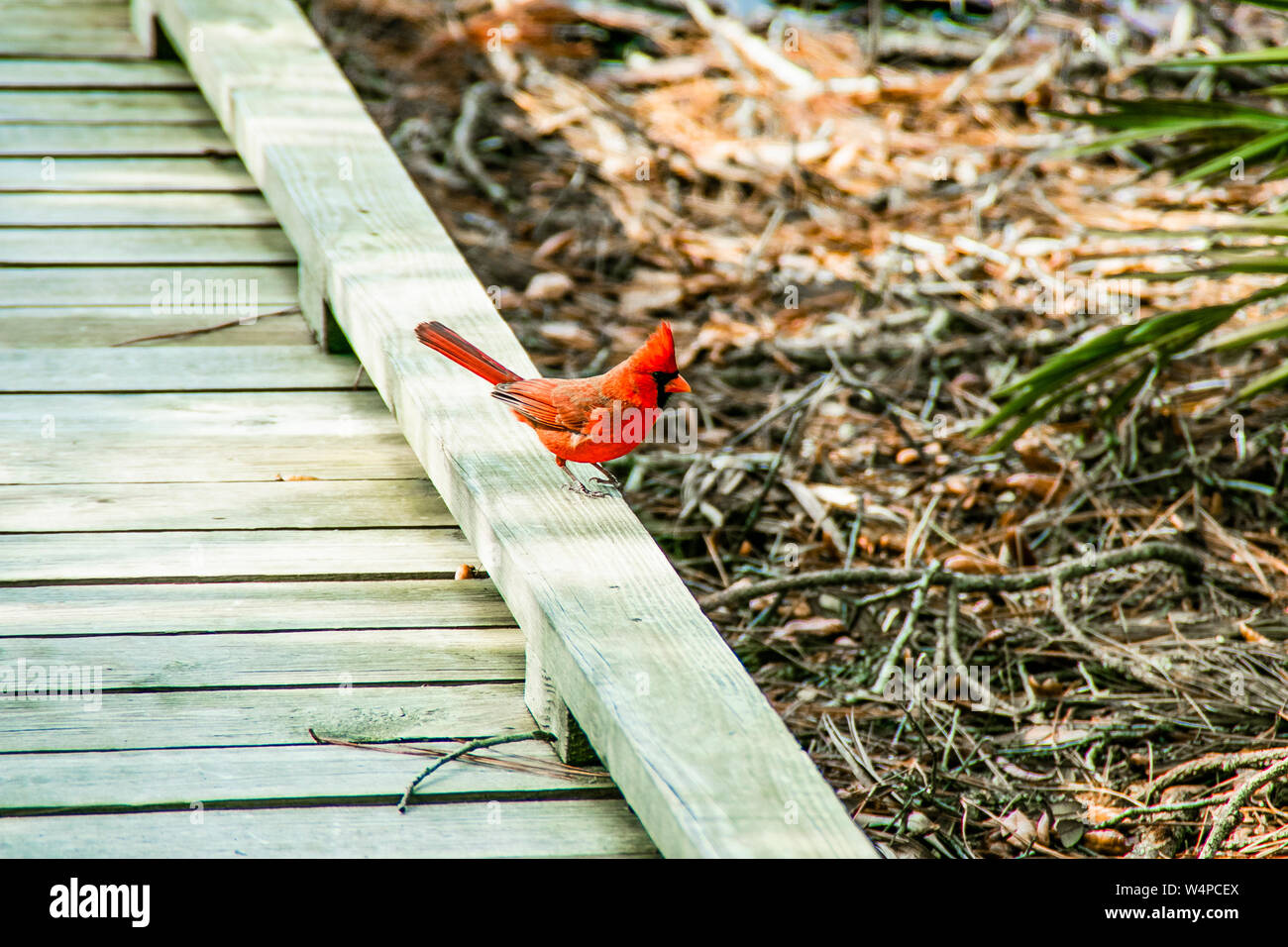 Rosso cardinale rovistando sul terreno Foto Stock