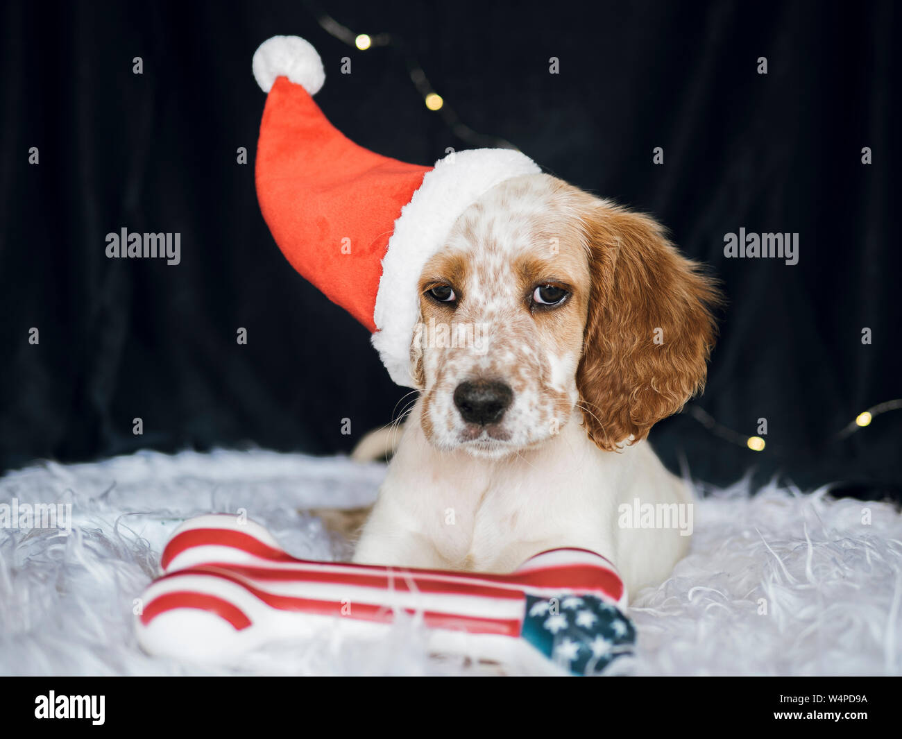 Setter inglese cucciolo con santa claus hat e osso americana guardando Foto Stock