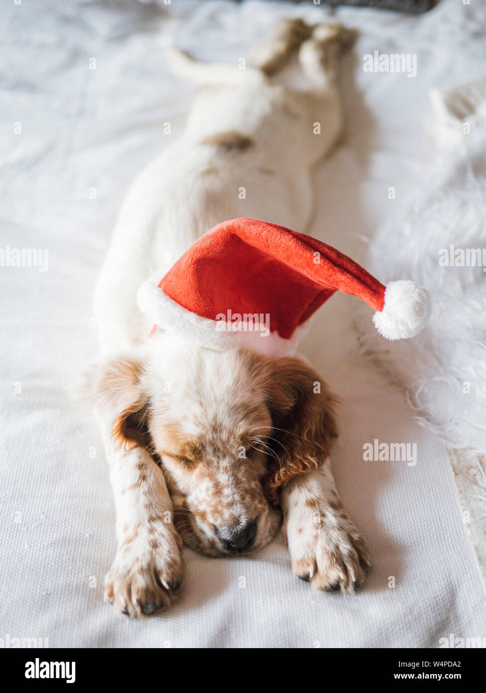 Setter inglese cucciolo con santa claus hat esaurito Foto Stock