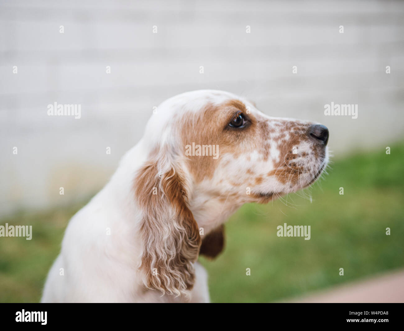 Ritratto di profilo di un setter inglese razza di cane da caccia Foto Stock