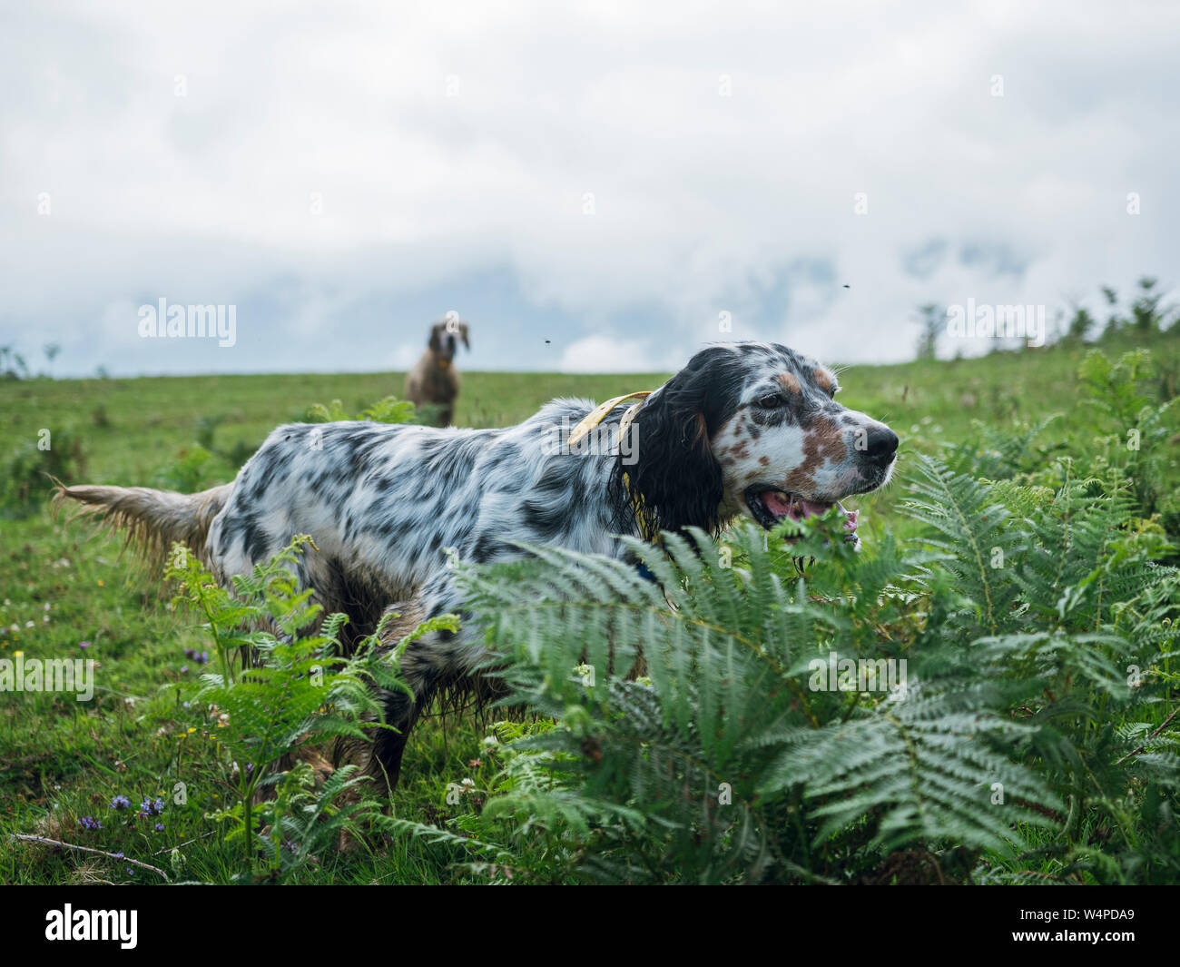 Setter inglese caccia con un altro cane condiscendente Foto Stock