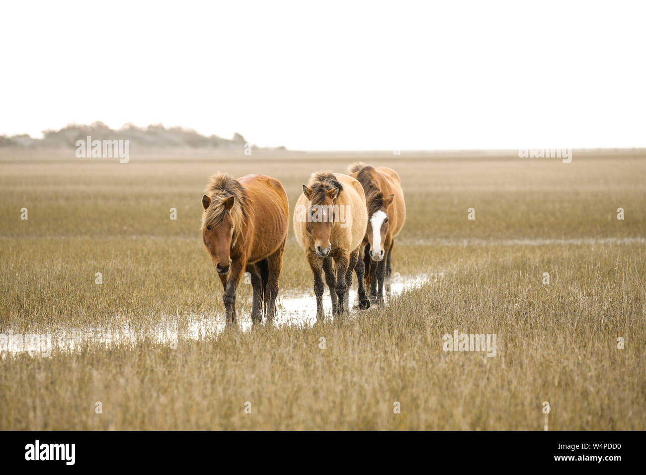 Cavalli selvaggi sul Rachel Carson costiera riserva di estuario in Beaufort, North Carolina. Foto Stock