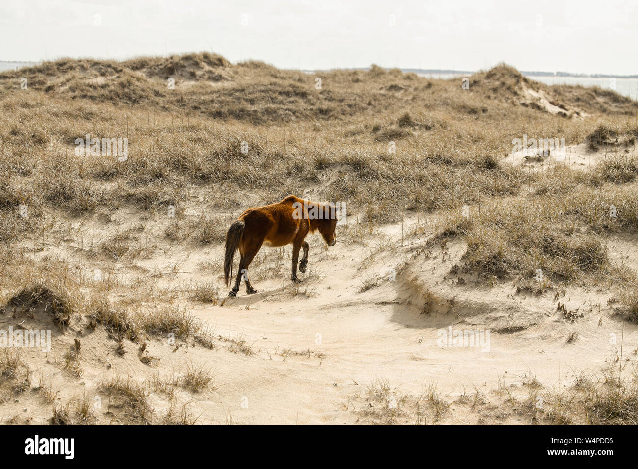 Cavalli selvaggi sulle banche Shackleford, la più meridionale isola barriera in Cape Lookout National Seashore è la casa di più di 100 cavalli selvaggi nel nord auto Foto Stock