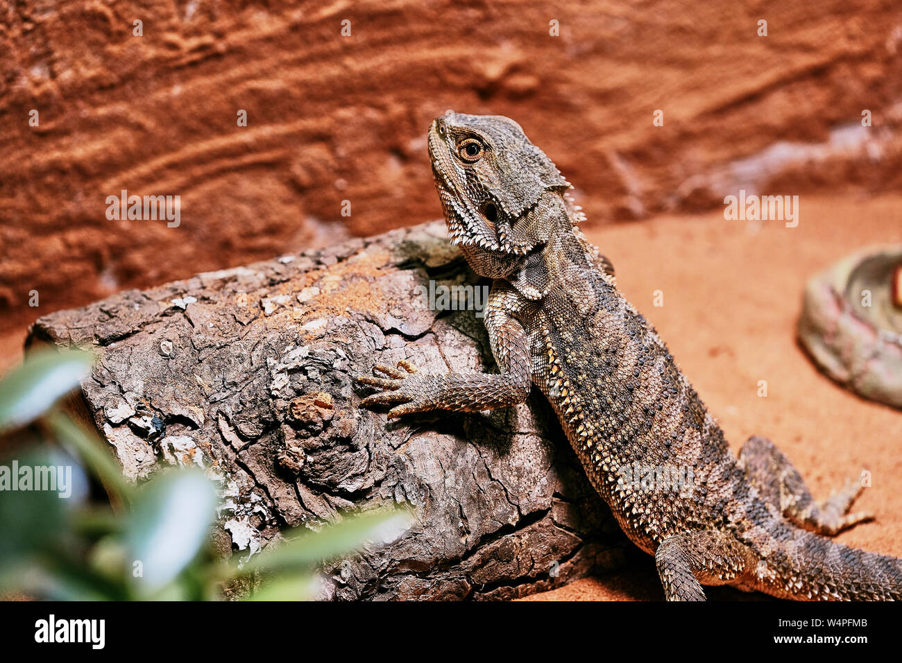 Maschio drago barbuto è disteso sul legno nella sua casa privata terrarium Foto Stock