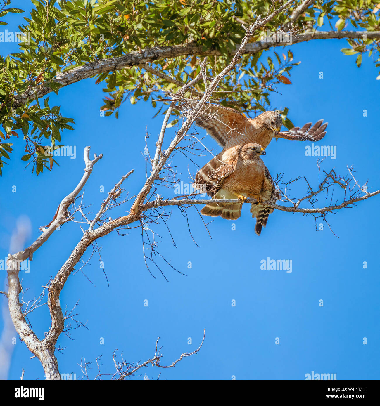 Una coppia di Red-falchi con spallamento (Buteo lineatus) coniugata al Flamingo campeggio. Parco nazionale delle Everglades. Florida. Stati Uniti d'America Foto Stock