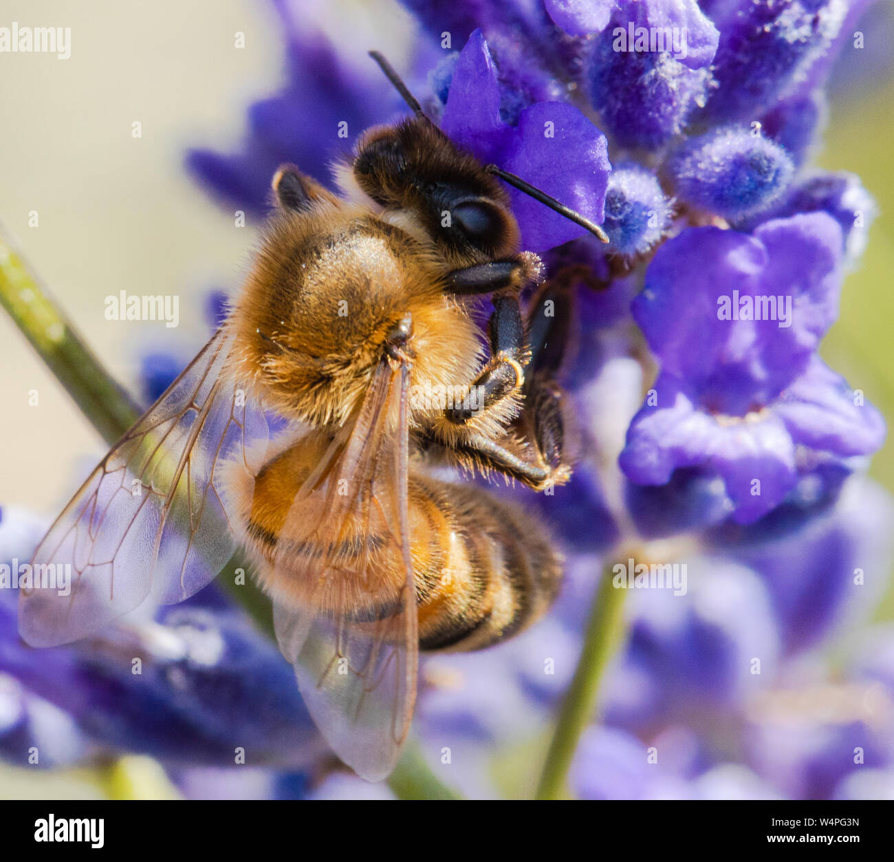 Le api sono insetti volanti strettamente correlati a vespe e formiche, noti per il loro ruolo nell'impollinazione e, nel caso delle specie apicole più note, le wes Foto Stock