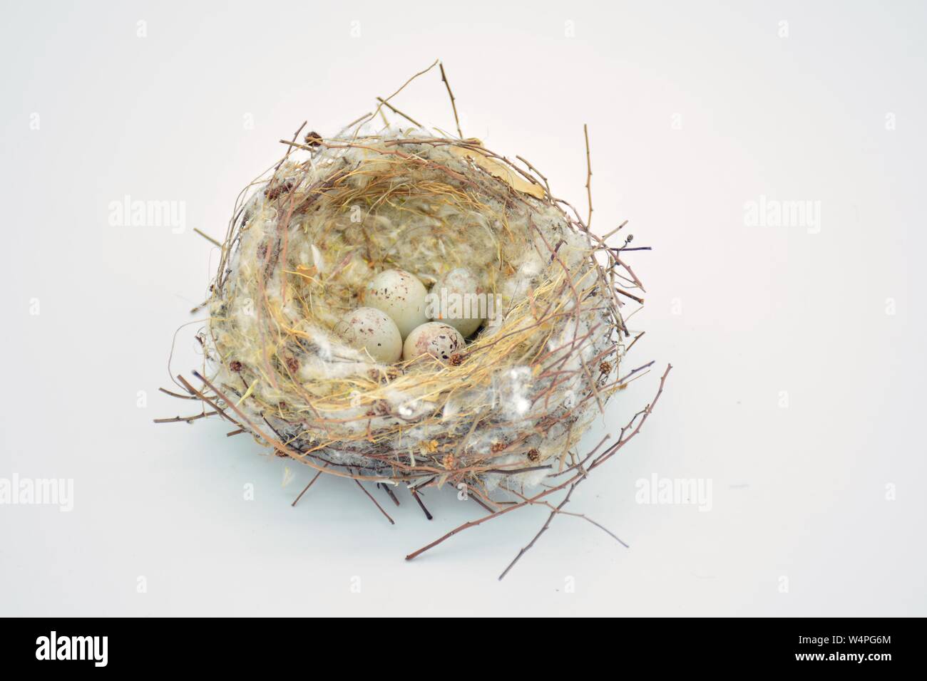 Nido silvestre de pájaros con unà Puesta de huevos Foto Stock