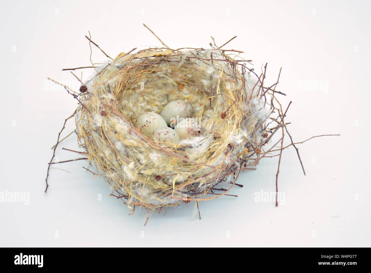Nido silvestre de pájaros con unà Puesta de huevos Foto Stock