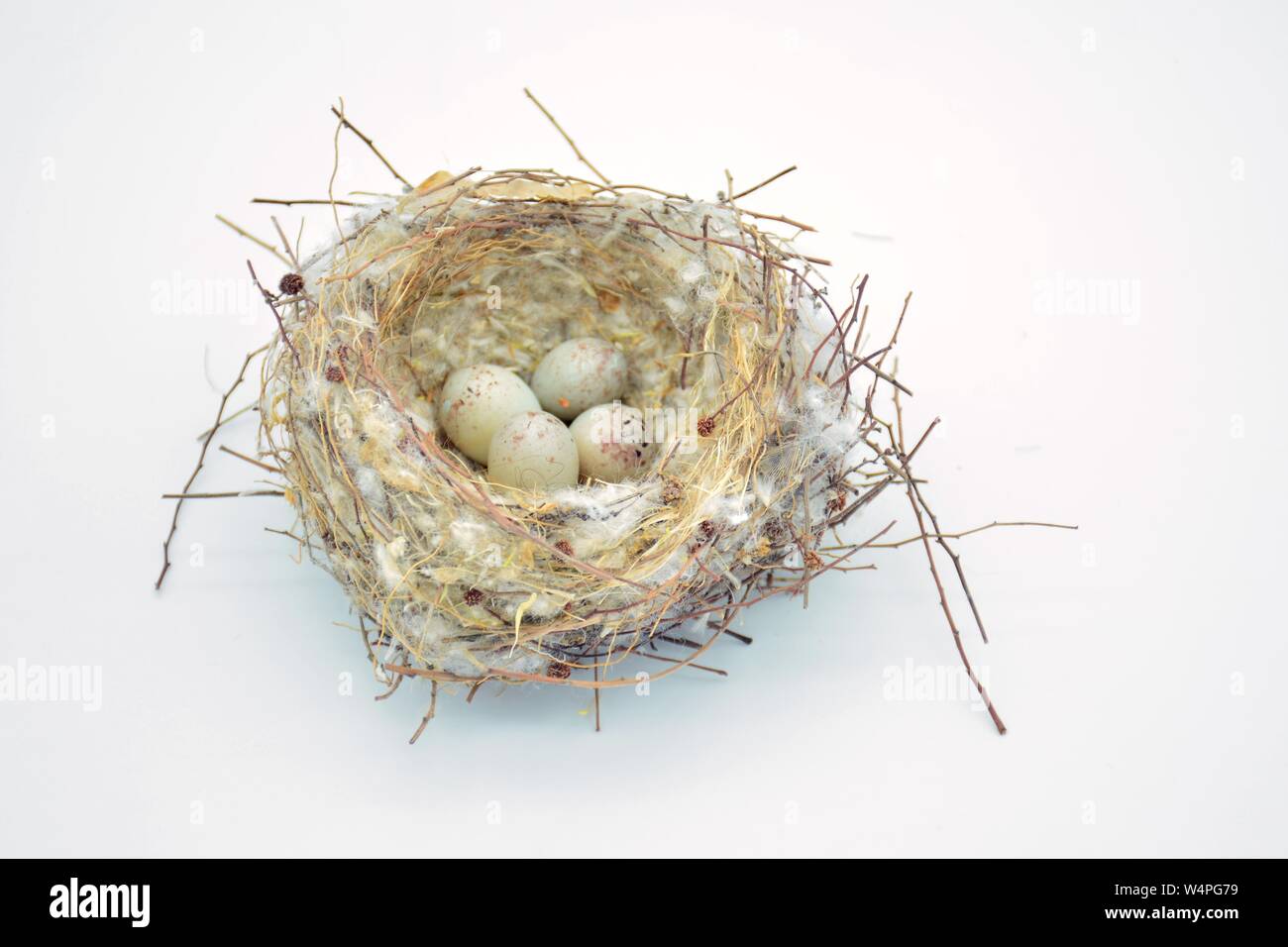 Nido silvestre de pájaros con unà Puesta de huevos Foto Stock