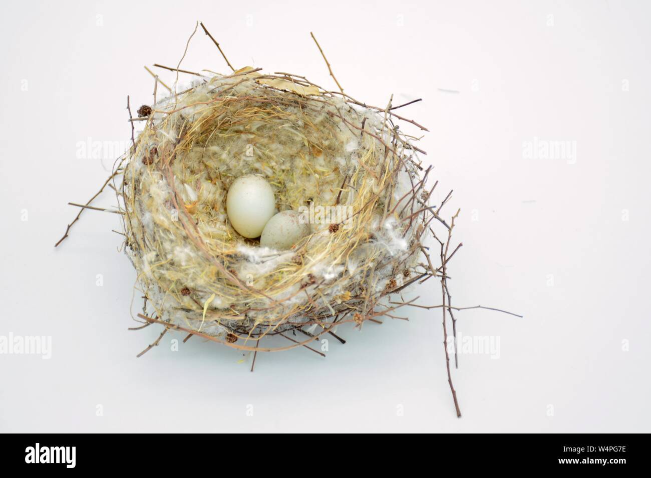 Nido silvestre de pájaros con unà Puesta de huevos Foto Stock