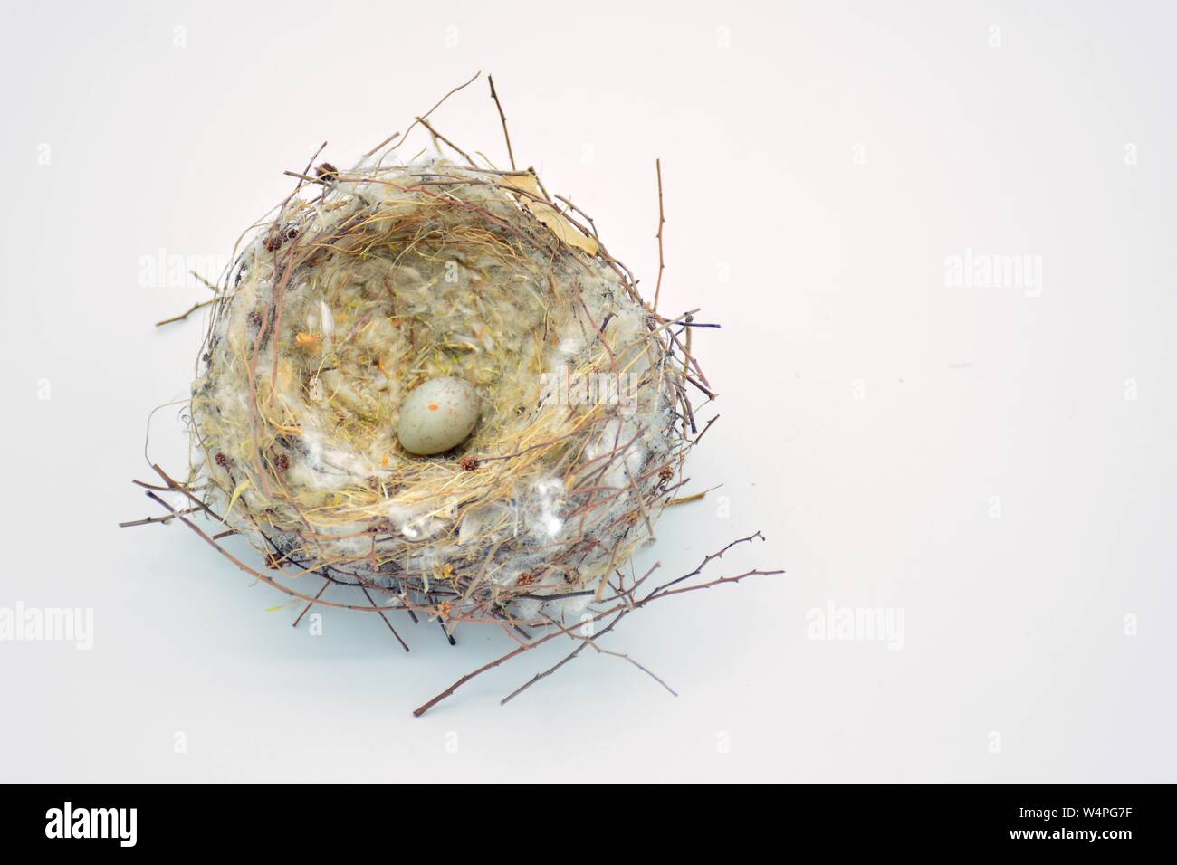 Nido silvestre de pájaros con unà Puesta de huevos Foto Stock
