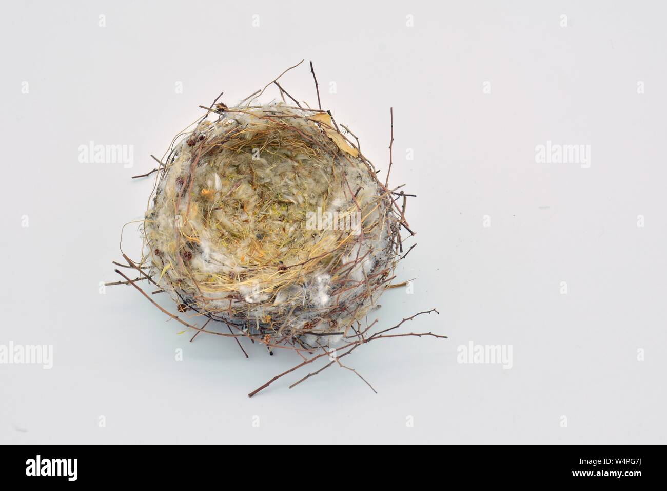 Nido de pájaros silvestre vacio Foto Stock