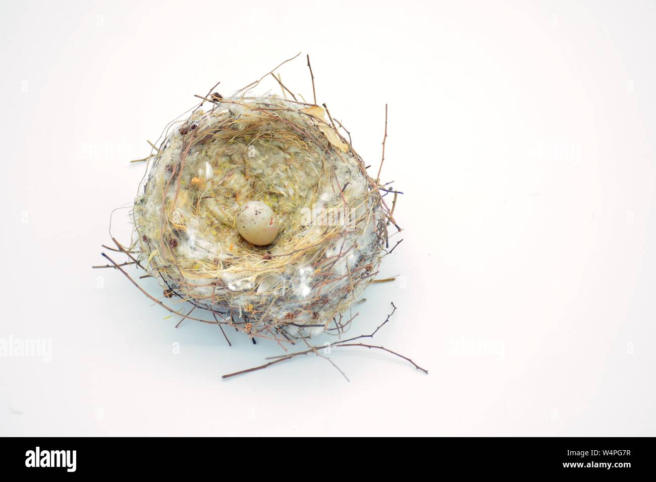 Nido silvestre de pájaros con unà Puesta de huevos Foto Stock