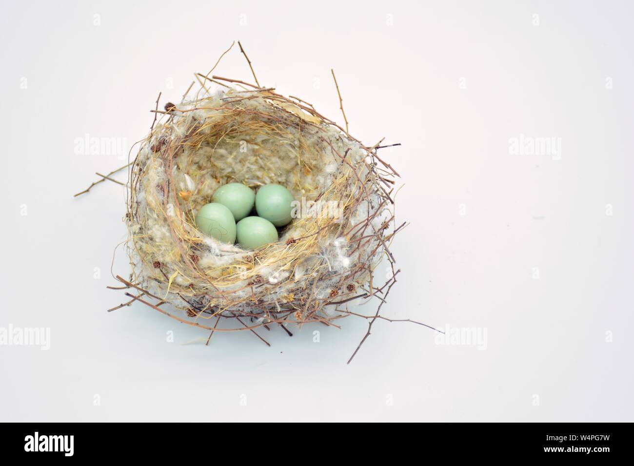 Nido silvestre de pájaros con unà Puesta de huevos Foto Stock