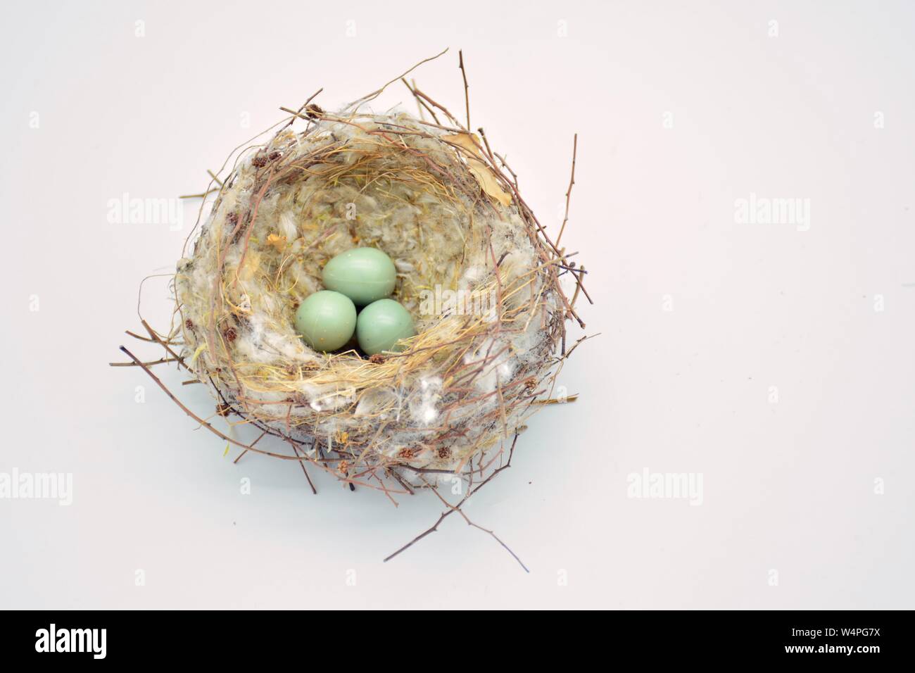 Nido silvestre de pájaros con unà Puesta de huevos Foto Stock