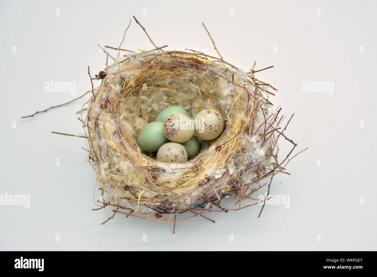 Nido silvestre de pájaros con unà Puesta de huevos Foto Stock