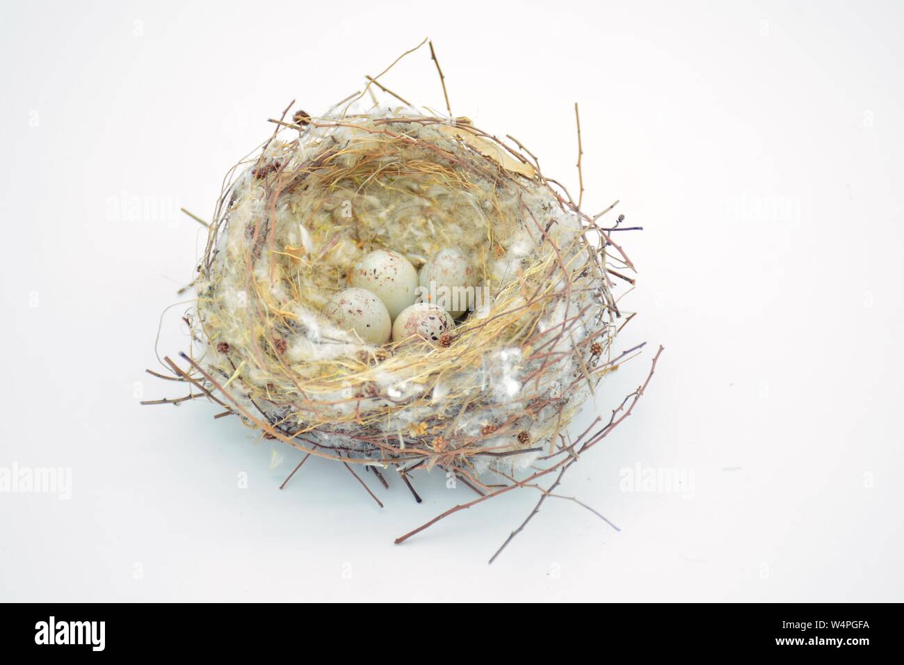 Nido silvestre de pájaros con unà Puesta de huevos Foto Stock