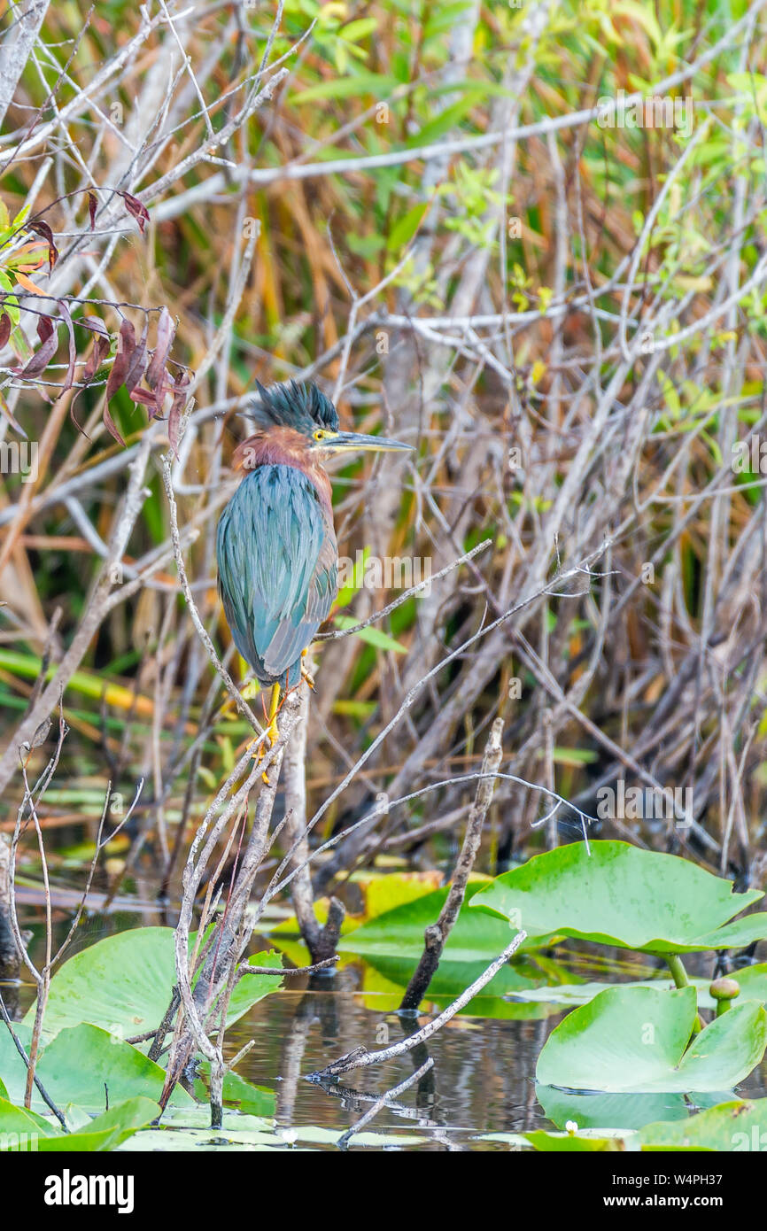 Airone verde (Butorides virescens). Anhinga trail. Parco nazionale delle Everglades. Florida. Stati Uniti d'America Foto Stock