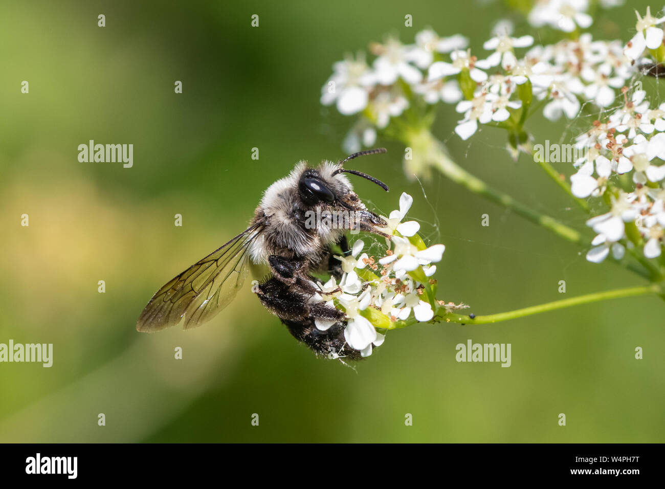 Ashy mining bee (Andrena cineraria) Foto Stock