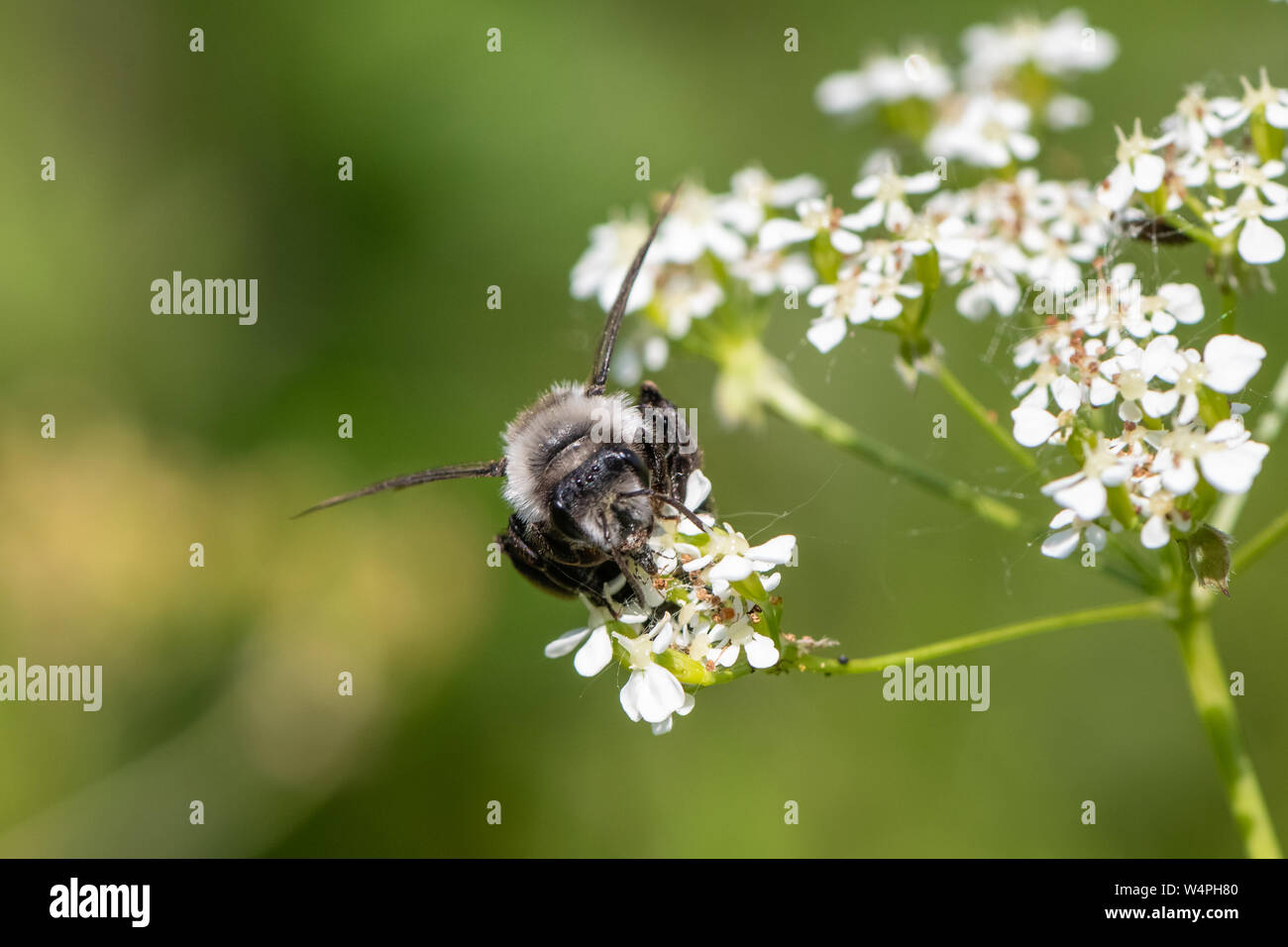 Ashy mining bee (Andrena cineraria) Foto Stock