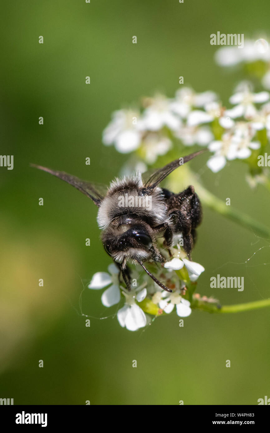 Ashy mining bee (Andrena cineraria) Foto Stock