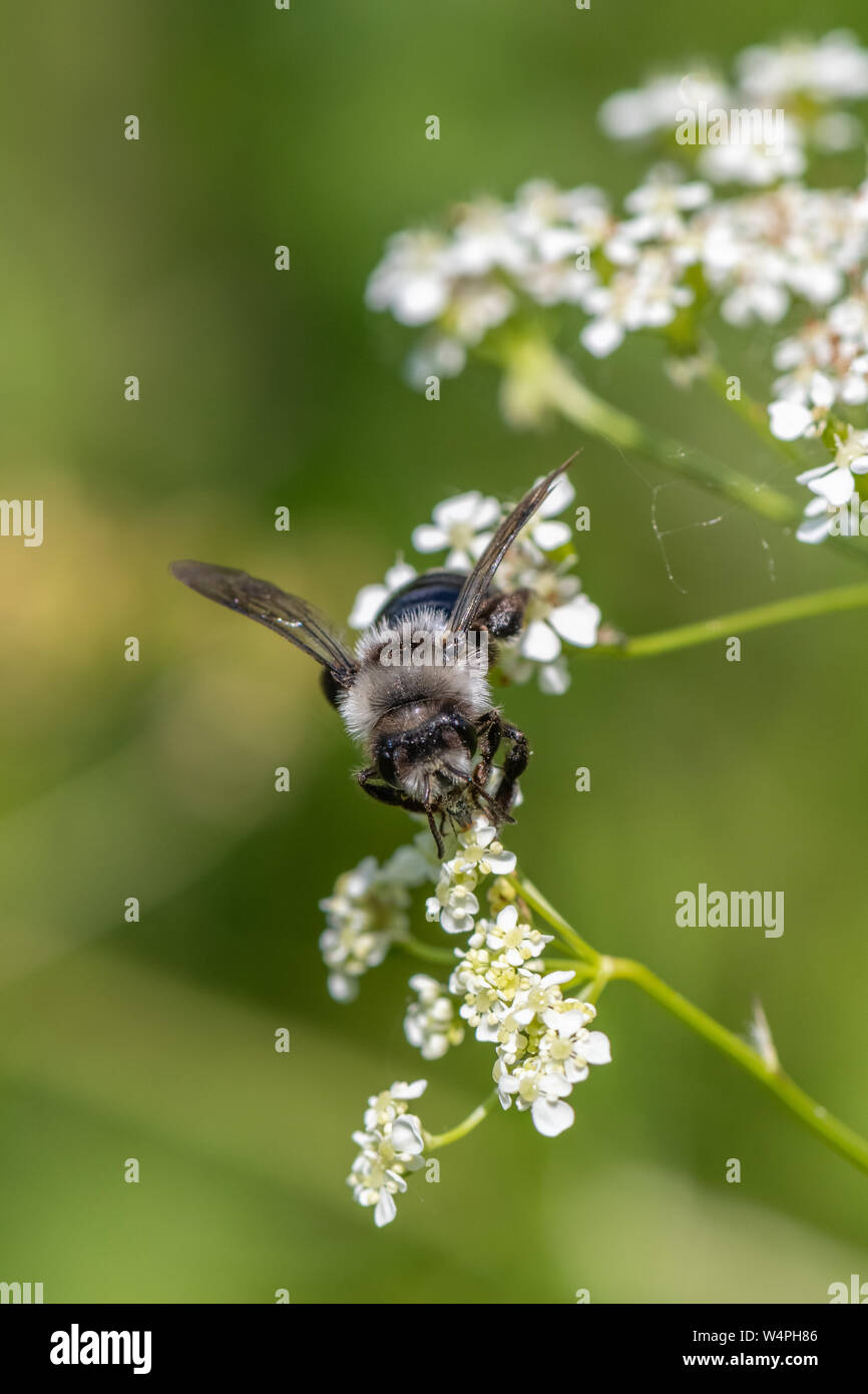 Ashy mining bee (Andrena cineraria) Foto Stock